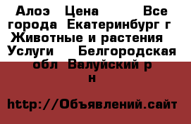 Алоэ › Цена ­ 150 - Все города, Екатеринбург г. Животные и растения » Услуги   . Белгородская обл.,Валуйский р-н